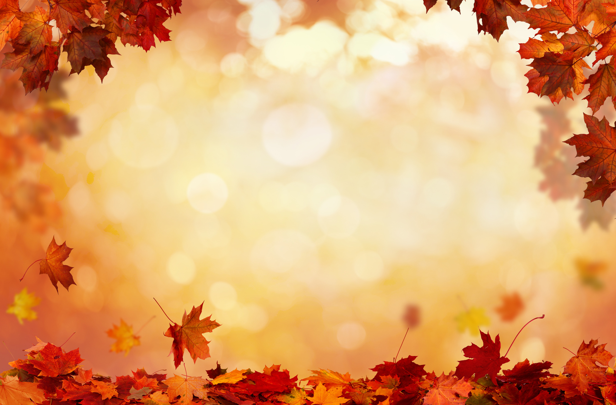 Autumn maple leaves .Falling leaves natural background.